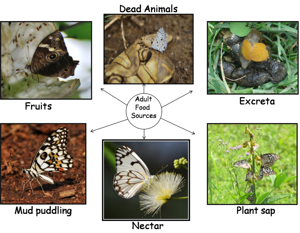 food source of butterflies